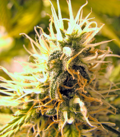 Семена сорта Original Berry fem (Kannabia Seed Company)