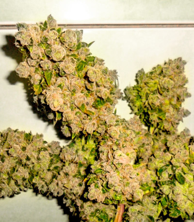 Семена сорта Pineapple Chunk fem (Barney's Farm)