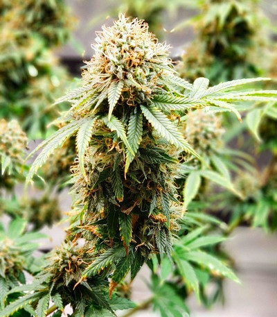 Семена сорта Power Plant X fem (Семяныч)