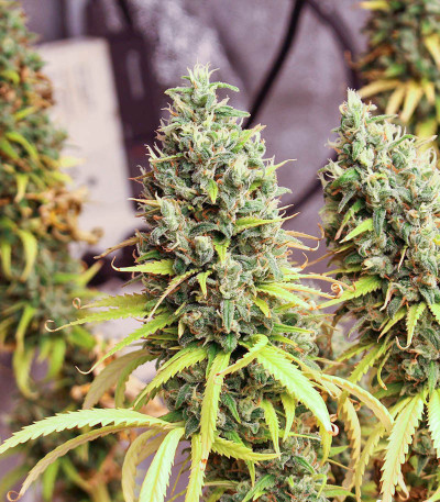 Семена сорта Shogun fem (Royal Queen Seeds)