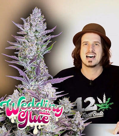 Семена сорта Wedding Glue Auto fem (FastBuds)
