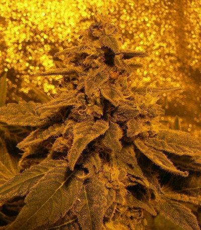 Семена сорта White Widow fem (Green House Seeds)