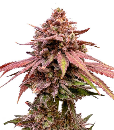 Семена сорта Persian Pie fem (Green House Seeds)