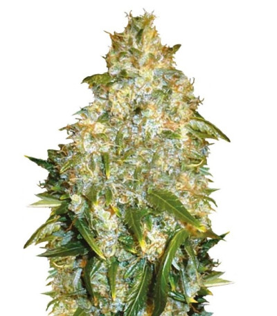 Семена сорта Auto Good Wild Shark fem