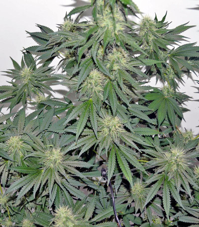 Семена сорта 707 Headband fem (Humboldt Seeds)