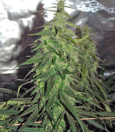 Семена конопли Desfrán