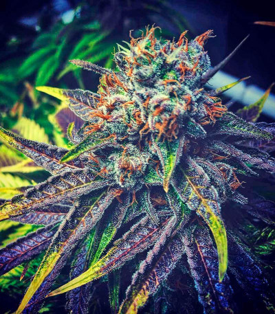 Семена сорта Master Kush reg (Nirvana Seeds)