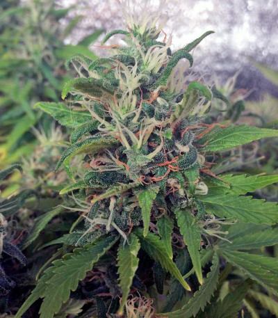 Сорт марихуаны Morning Glory 