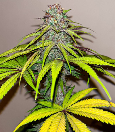 Семена сорта Gusher fem (7CH American)