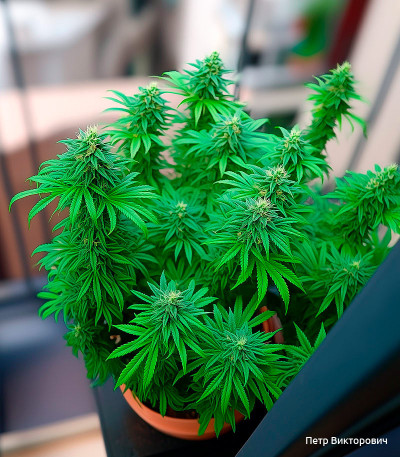 Семена сорта Astral fem (Семяныч)