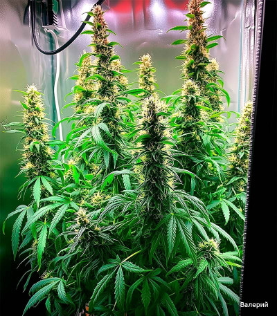 Семена сорта Gorilla Auto fem (Семяныч)