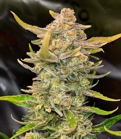 Семена сорта Gorilla Crunch Auto fem от Семяныча