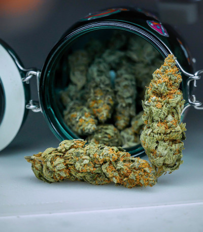 Семена сорта Lemon Tree fem (Barney's Farm)