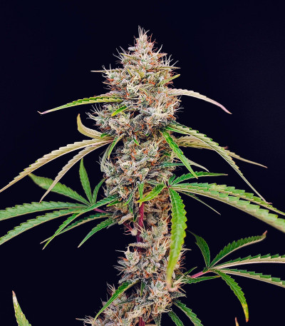 Семена сорта Pound Cake Auto fem (FastBuds)