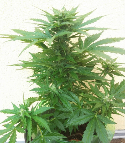 Семена сорта Royal Bluematic Auto fem (Royal Queen Seeds)