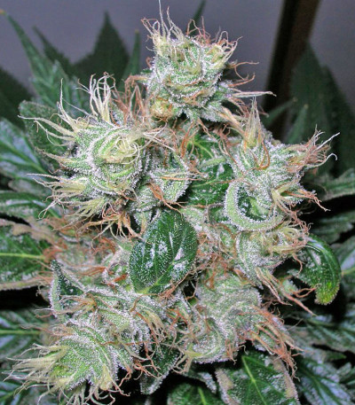 Семена сорта Smile Max Auto fem