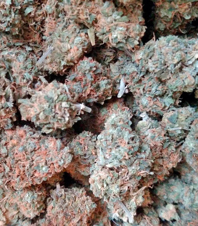 Семена сорта Super Skunk fem (Nirvana Seeds)