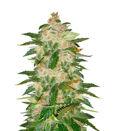 Семена сорта Auto Kryptonite fem (Pyramid Seeds)