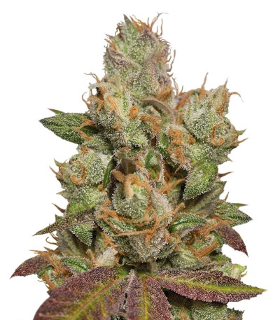 Семена сорта 707 Truthband by Emerald Mountain fem