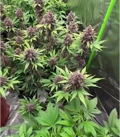 Семена сорта Banana Purple Punch Auto fem (FastBuds)