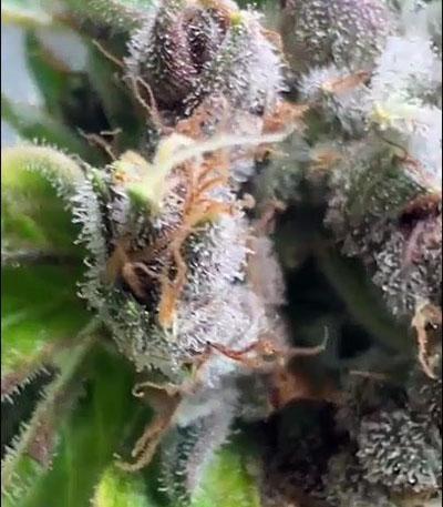 Семена сорта Purple Lemonade FF fem (FastBuds)