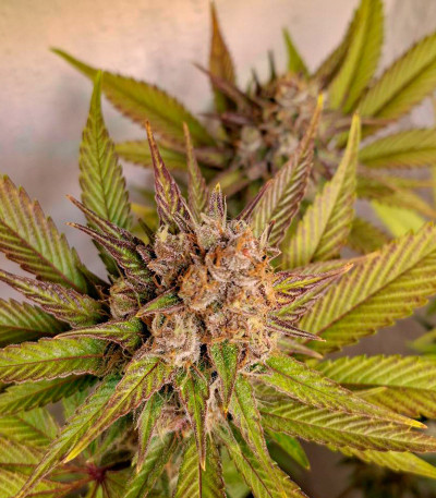 Семена сорта Black Muffin F1 Fast Version fem (Sweet Seeds)