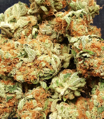 Семена сорта Critical Kali Mist fem (Delicious Seeds)