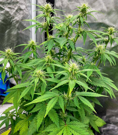 Семена сорта Siberian Sunset Auto fem (Семяныч)