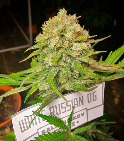 Семена сорта White Russian OG fem (Kalashnikov Seeds)
