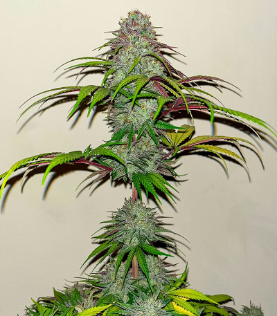 Семена сорта Gusher fem (7CH American)