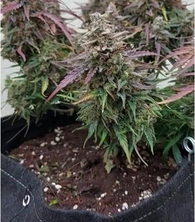 Семена конопли сорта Titan F1 Auto fem