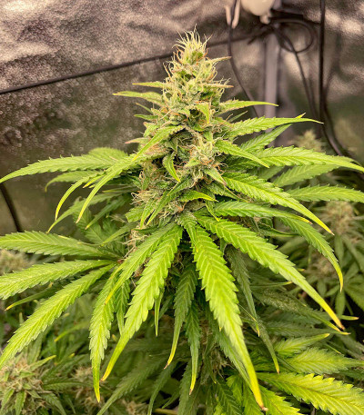 Семена сорта Astral Auto fem (Семяныч)