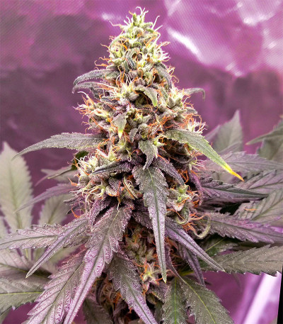 Семена сорта Gorilla Glue # 4 fem (Cali Buds Seeds)