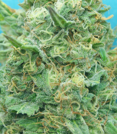 Семена сорта Grand Heft Auto fem (Dr. Krippling Seeds)