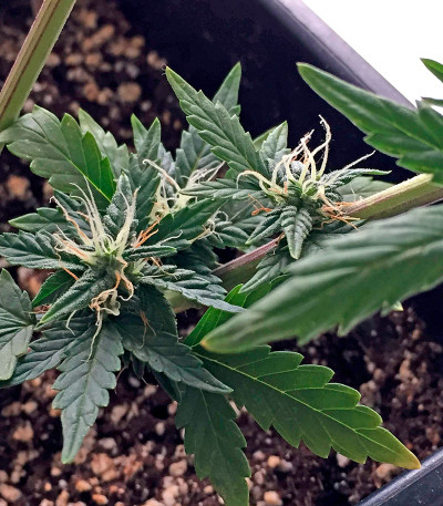 Семена сорта Roadrunner Autoflowering fem