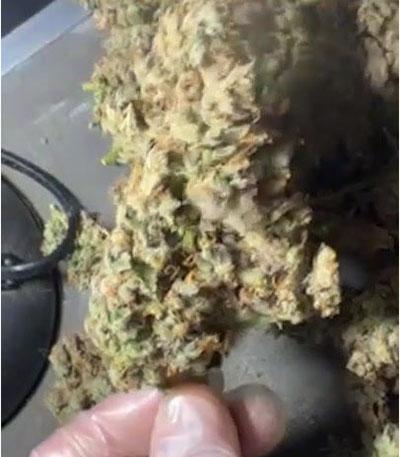 Семена сорта Jack Herer Auto fem (Green House Seeds)