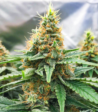 Семена сорта AFS Princess fem (AlphaFem Seeds)