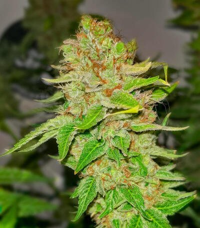 Семена сорта Da Vinci fem (UKHTA)