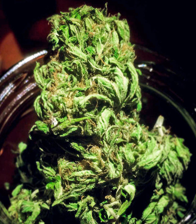 Семена сорта Double Dutch reg (Serious Seeds)