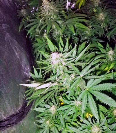 Семена сорта Magic Bud fem (Paradise Seeds)