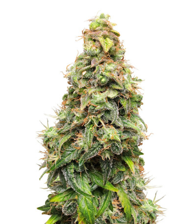 Семена сорта Auto Maria III fem (Семяныч)