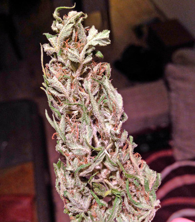Семена сорта Critical Jack Autoflowering fem (Dinafem Seeds)