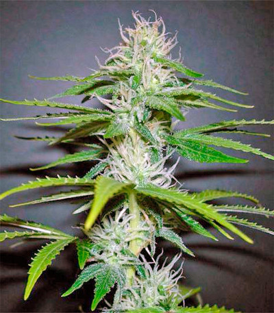 Семена сорта Taiga #2 fem