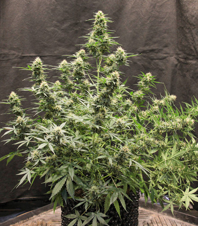 Семена сорта Johnny Cage Auto fem (Семяныч)