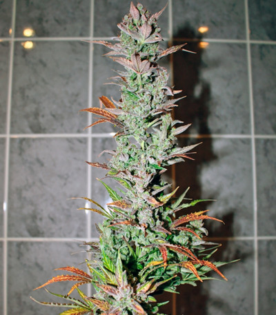 Семена сорта Auto Galaxy fem (Pyramid Seeds)