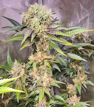 Семена сорта Bruce Banner # fem (AlphaFem Seeds)