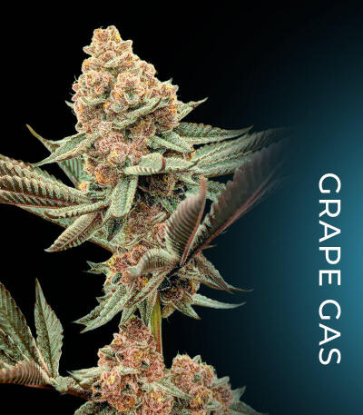 Семена сорта Dulce Dreams fem