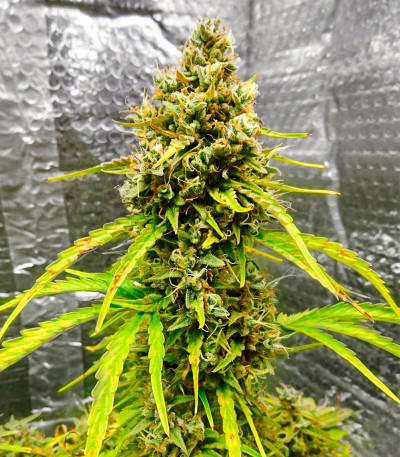 Семена сорта Wedding Cake fem (Семяныч)