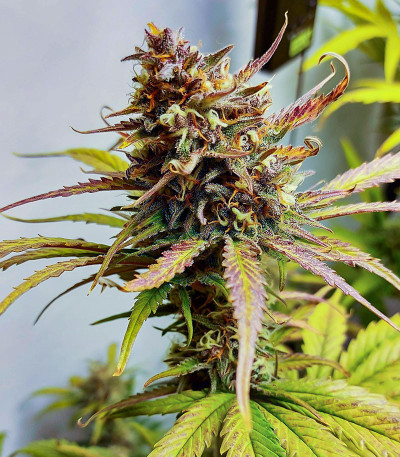 Семена сорта Banana Purple Punch Auto fem (FastBuds)