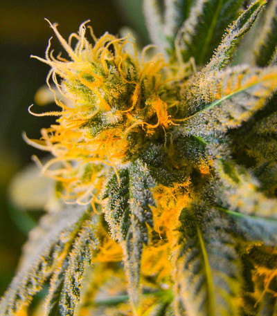 Семена сорта Sugar Candy fem (Delicious Seeds)